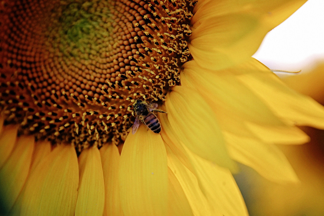 Sunflower Fields Kansas City Photographer