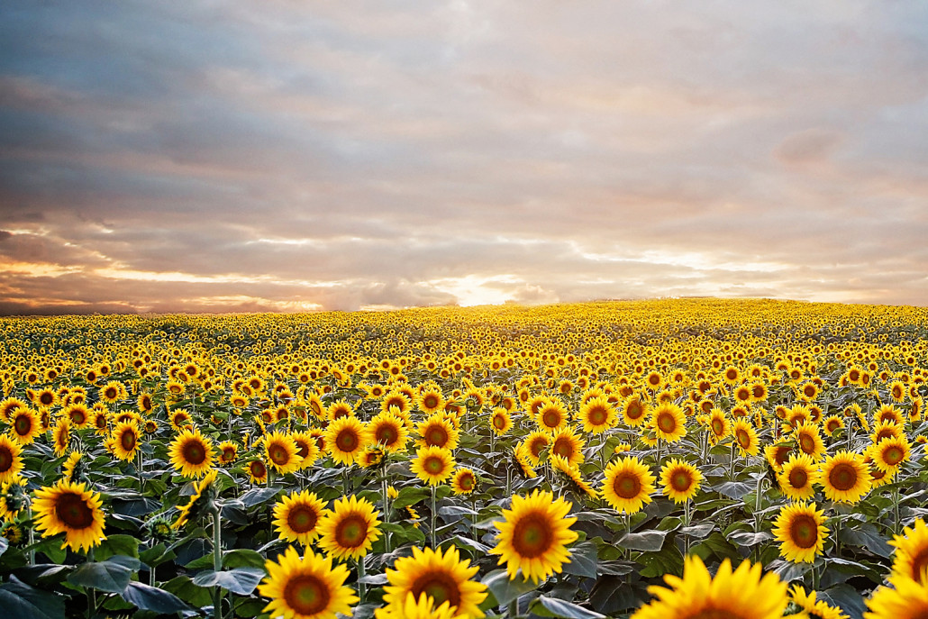 Sunflower Fields Kansas City Photographer