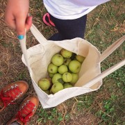 Cider Hill Family Orchard : Kansas City