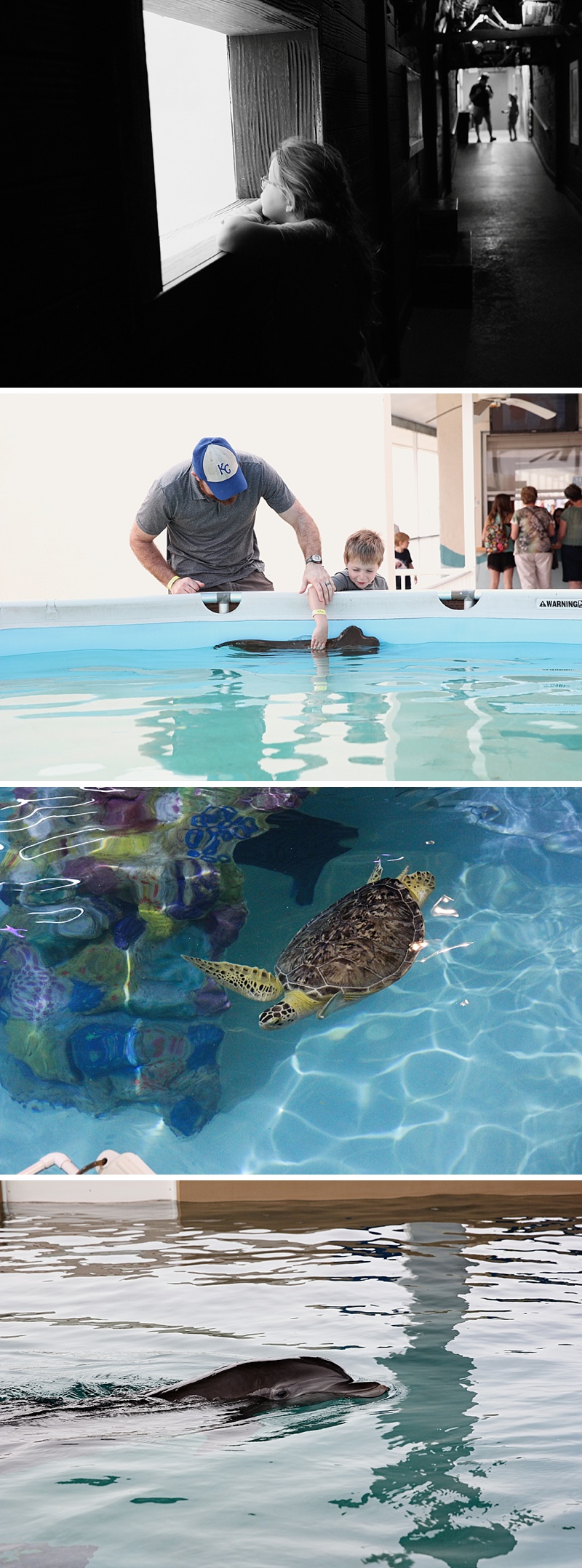 Clearwater Marine Aquarium