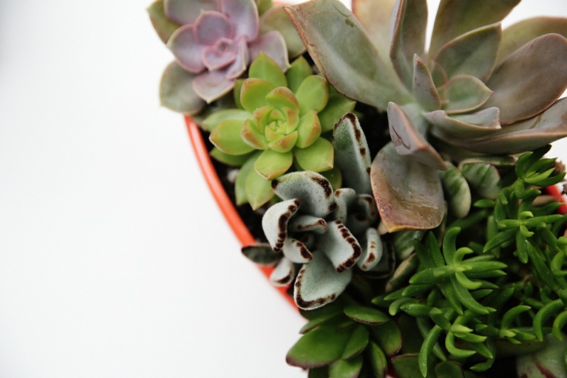 KC Mother's Day Gift Guide 2016